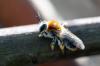 Andrena haemorrhoa